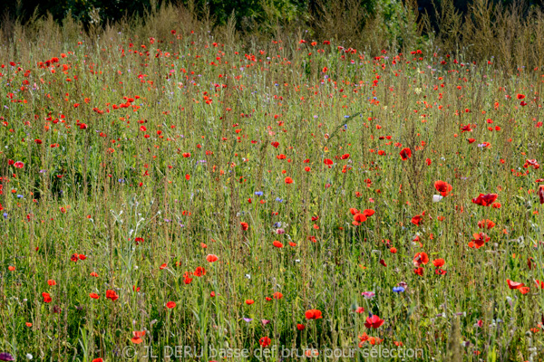 paysage
coquelicots